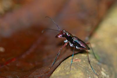 Cicindelidae Barro Colorado Island Panama DSC_0156.jpg