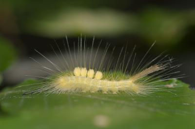 Mont Saint Bruno PP Caterpillar with fake parasitic eggs on back DSC_0282.jpg