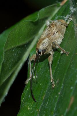 Curculio sp.Mont Saint-HilaireDSC_0187.jpg