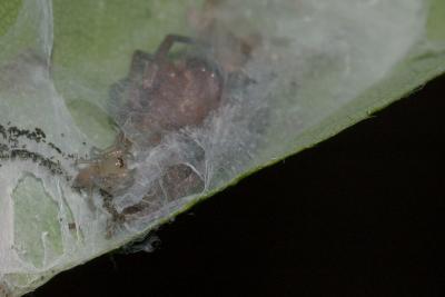 Clubiona spiderling on nest DSC_0092.jpg