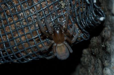 Callobius bennetti Mont Saint-Hilaire DSC_0117.jpg