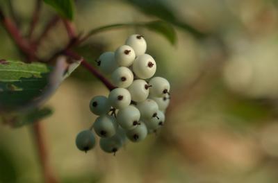 Cornus stolonifera Étang Dollar Rimouski DSC_0019.jpg