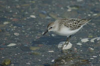Bécasseau semipalmé Semipalmated Sandpiper Metis-sur-Mer DSC_0033.jpg