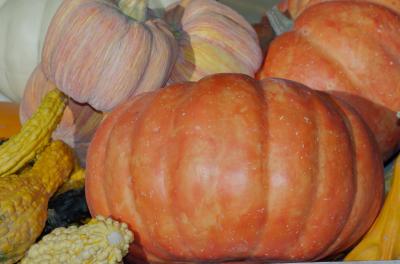 Merrickville pumpkin Harvest DSC_0116.jpg