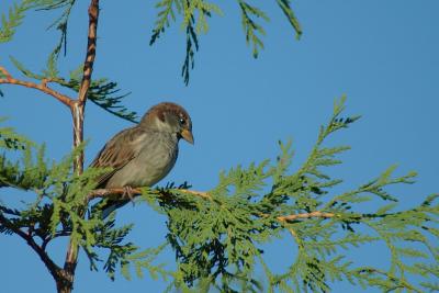 Passer domesticus Merrickville DSC_0147.jpg