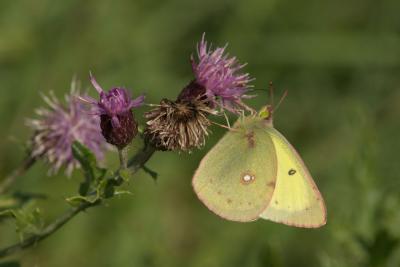 Colias philodice DSC_0131.jpg