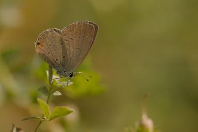 Eastern tail Blue Stouffville Ontario DSC_0089.jpg