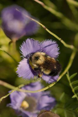 Gentiana crinata and Bombus sp.Upper Dwyer Hill road and highway 7DSC_0024.jpg