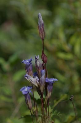 Burnt Lands PP  Gentiana crinata DSC_0028.jpg