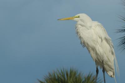 Great Aigrette Clearwater Beach Florida DSC_0036.jpg