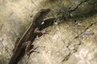 DSC_0016 Lizard St-Petersburgh Florida.jpg