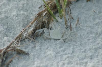 DSC_0077 Crabe Caladesi State Park Florida  .jpg