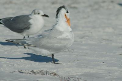  Clearwater beach Florida Royal Tern DSC_0083.jpg