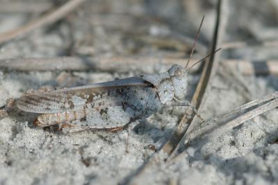 Caladesi State Park Florida DSC_0098 Orthoptera.jpg