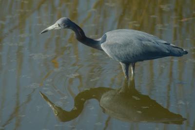 Clearwater Beach Florida Blue Heron DSC_0122 Aigrette bleu.jpg