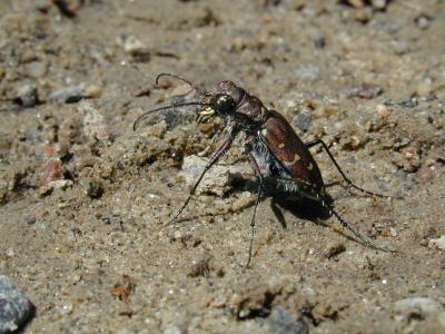 2003-07-14 Upper Dwyer Hill Bog Tiger Beetle 054.jpg