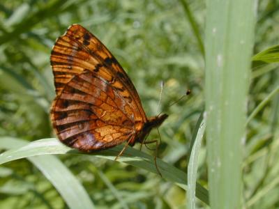 2003-07-14 Meadow Fritillary Upper Dwyer Hill Bog 056.jpg