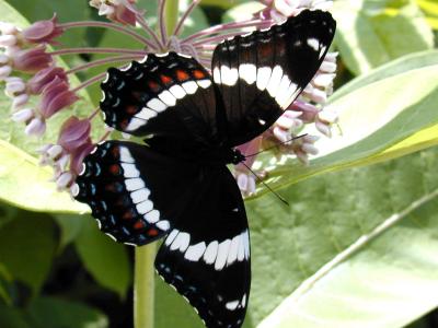 2003-07-17 White Admiral Plage Blanchette Lac Meech 010.jpg