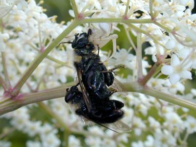 2003-07-17 Syrphidae post mortem mating predation from Misumena vatia Plage Blanchette Lac Meech 084.jpg