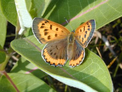 2003-07-29 Bronze copper Upper Dwyer Hill Bog 016.jpg