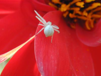 2003-08-17 Thomisidae spiderling 031.jpg