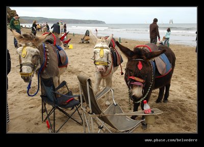 Velvet, Muffin & Coco, Whitby, North Yorkshire