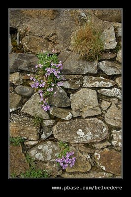 Wallflowers, Holy Island, Northumberland
