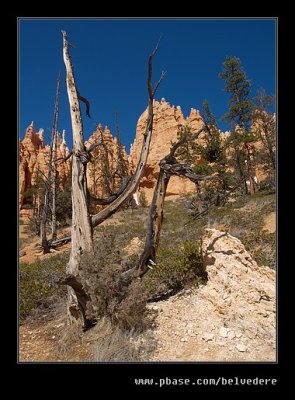 Bryce Canyon #15, UT