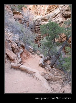 Canyon Overlook Hike #08, Zion, UT