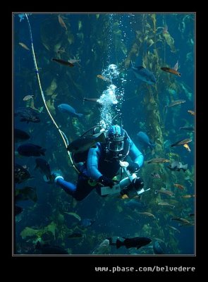 Aquarium Diver, Monterey, CA