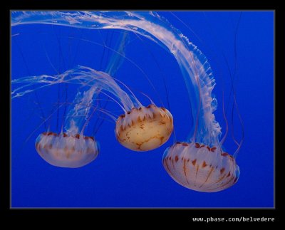 Monterey Aquarium, CA