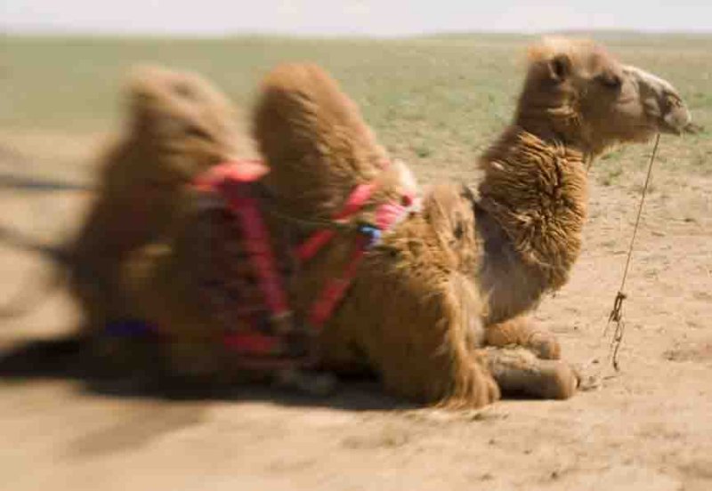aReclining Camel