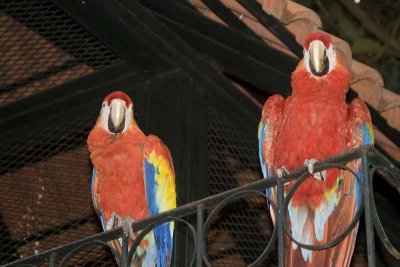 Two Parrots  Atitlan Hotel