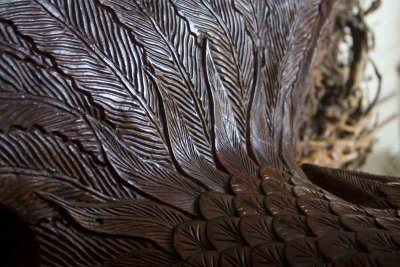 Peacock detail