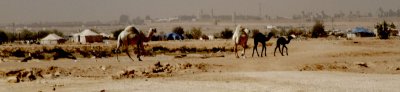 Desert outside of Riyadh
