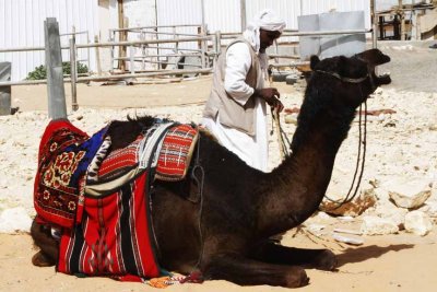 Dressed out Camel at rest