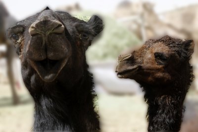 So, these two dromedaries  walked into a sandbar...