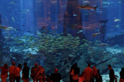 Atlantis Hotel Fish tank