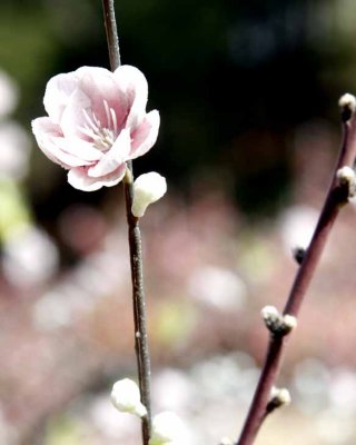 Spring Blossom 1