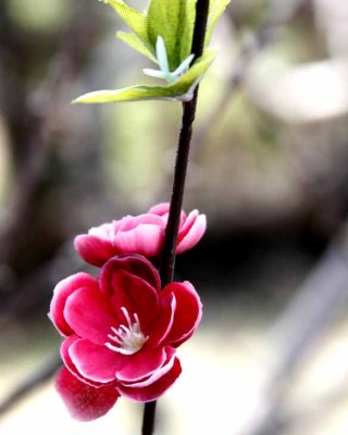 Spring Blossom 3