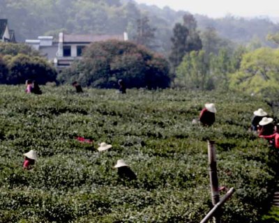 Tea Farm