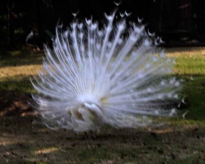 Bird of Paradise from the wrong direction