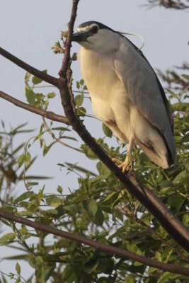 Black crowned Night Heron rXiXi Wetlands
