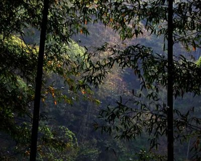 misty Bamboo forest