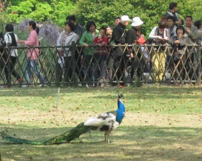 Peaccock 2