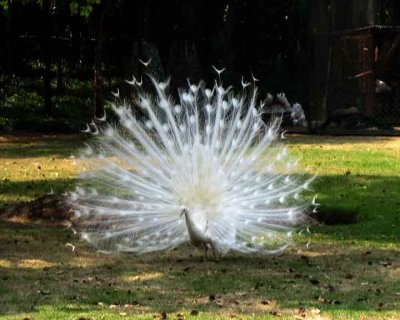 Peacock