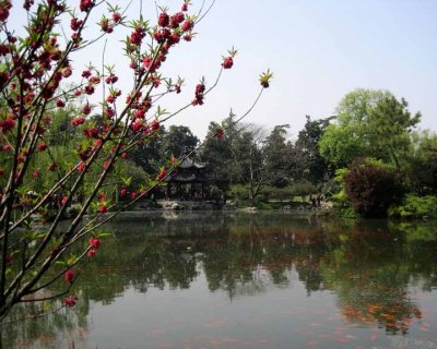 Spring Blossoms