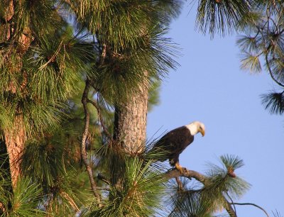 Eagle