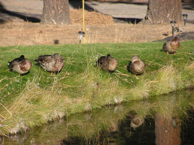 Ducks