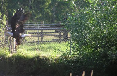 Eagle fishing in pond